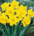 Daffodils