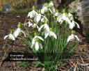 Snow Drop. Product thumbnail image