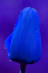 Blue Tulip. Product thumbnail image